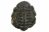 Long Partially Enrolled Morocops Trilobite - Morocco #296635-2